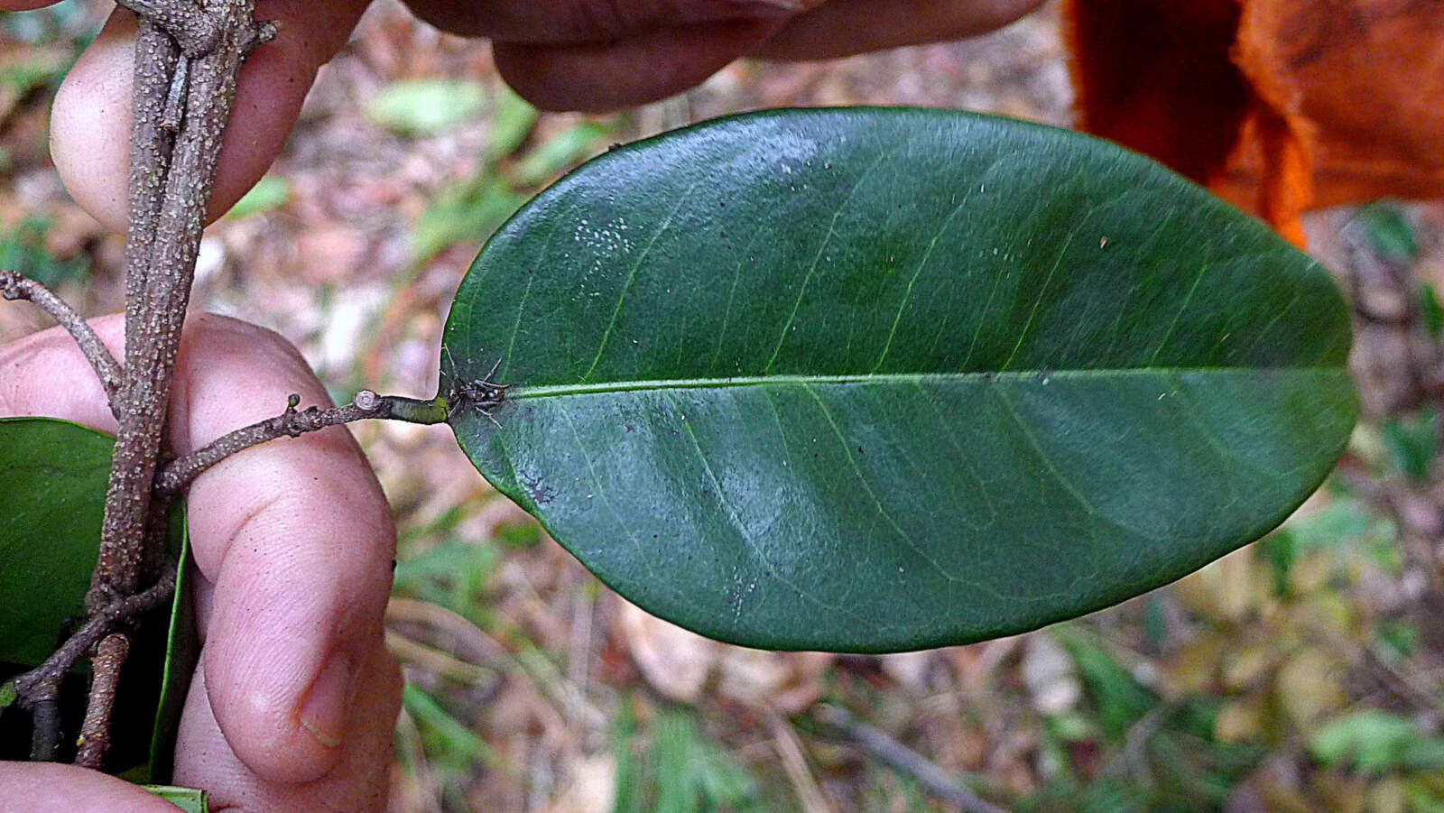 Tontelea mauritioides (A. C. Sm.) A. C. Sm.的圖片