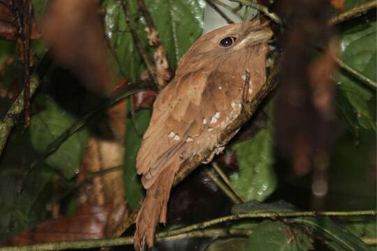 Plancia ëd Batrachostomus moniliger Blyth 1849