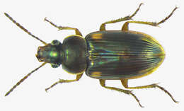 Image of Seedcorn Beetles