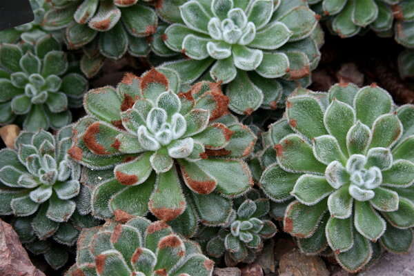 Imagem de Echeveria setosa Rose & Purpus