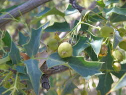 Image of Fremont's mahonia