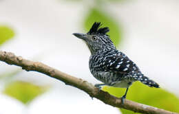 Image of Barred Antshrike