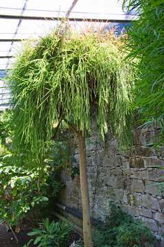 Image of New Zealand red pine