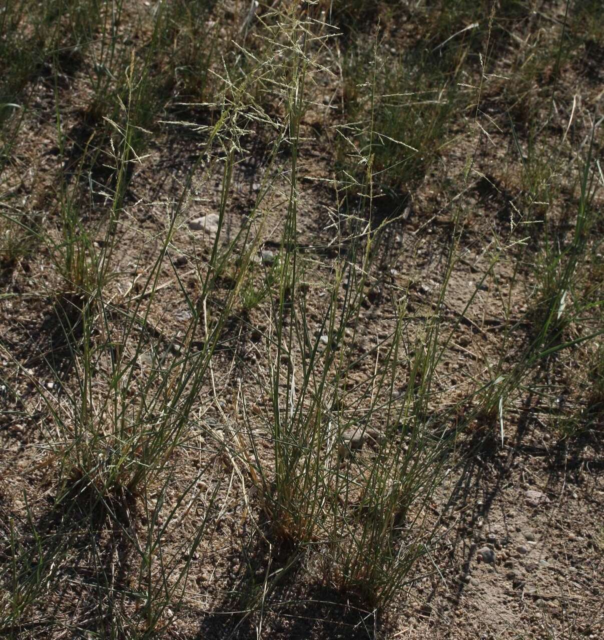 Image of sand dropseed