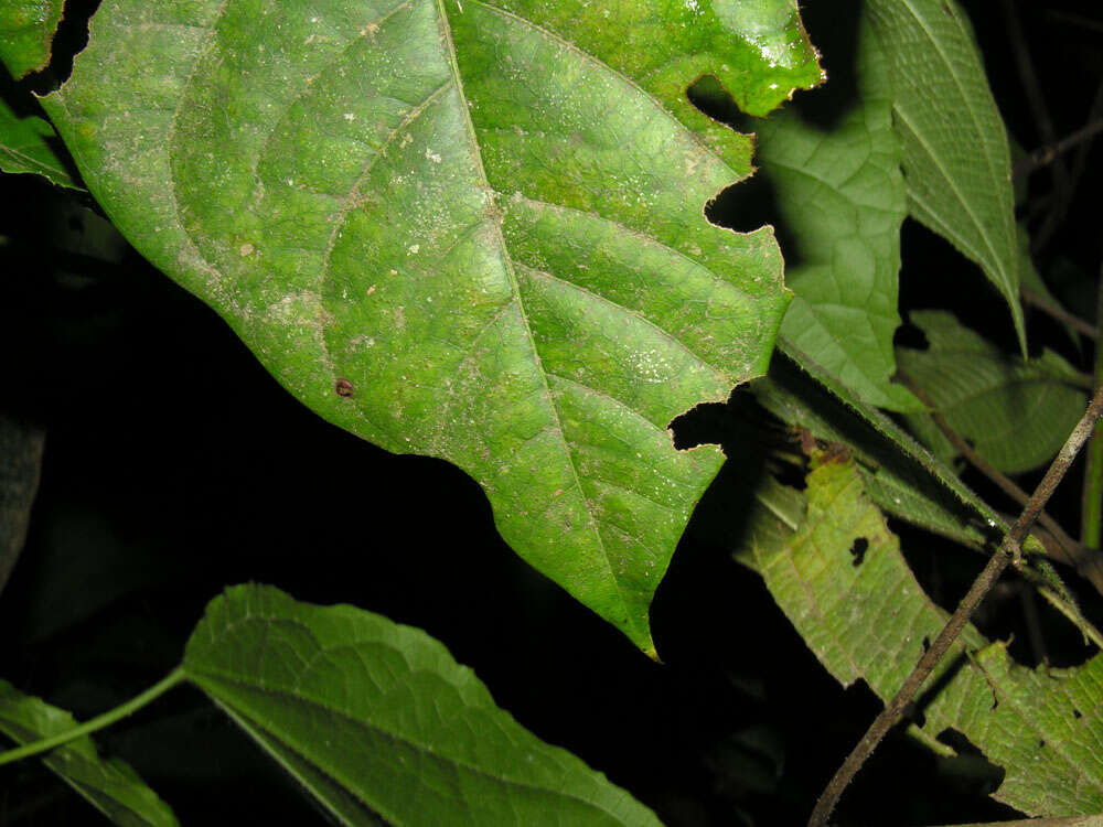 Image of Solanum rovirosanum J. D. Sm.