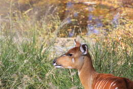 Image of Tragelaphus spekei Speke 1863