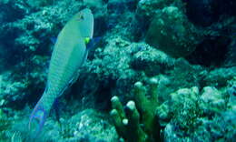 Image of Bicolour Parrotfish