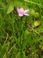 Image of branched centaury