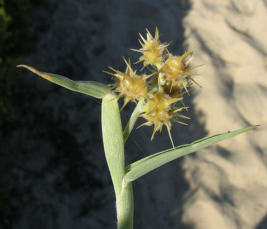 Image of sandbur