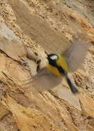 Image of Parus Linnaeus 1758