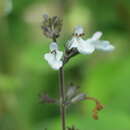 Image of smallflower phyllostegia