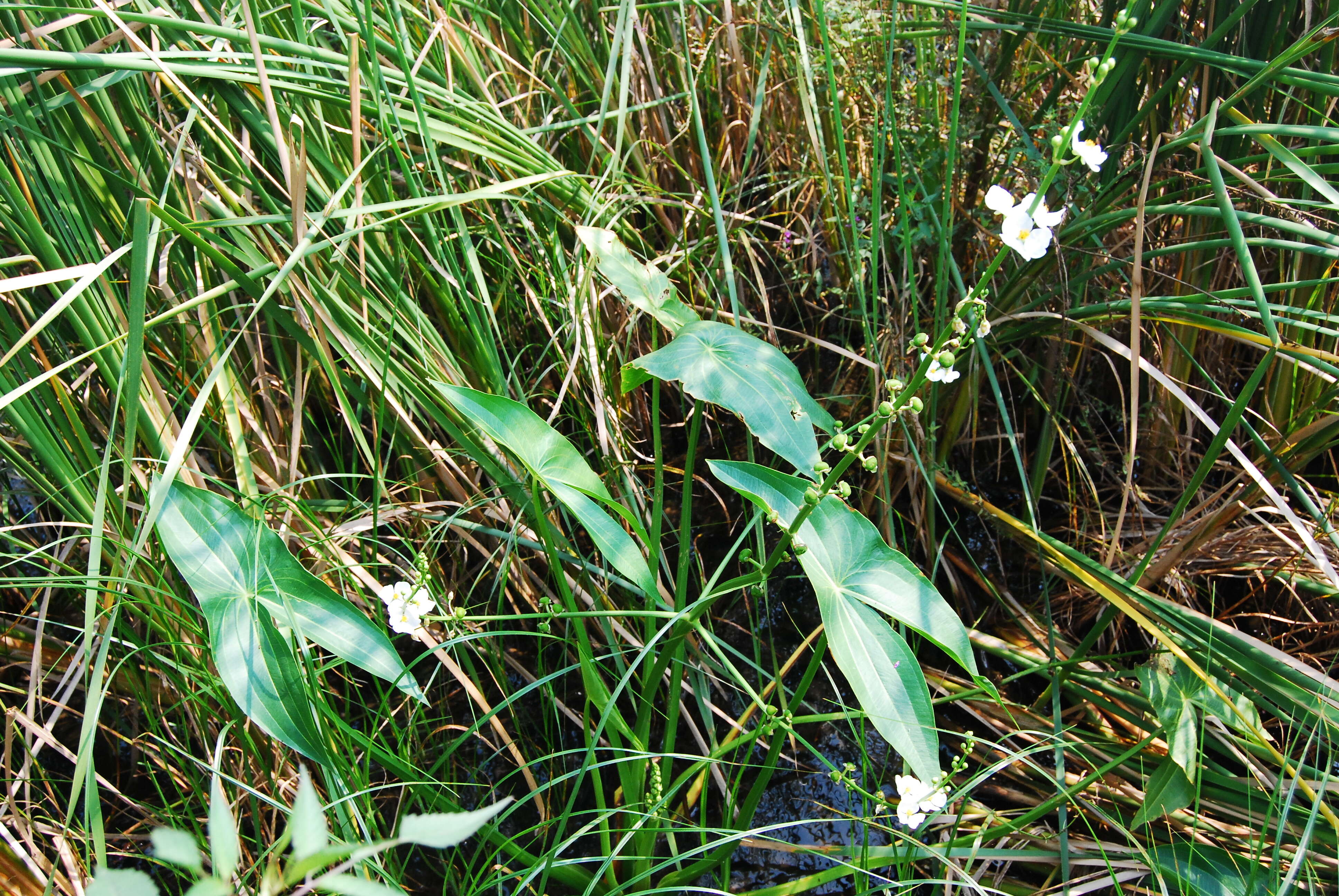 Image of Sagittaria