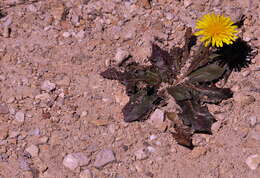 Image of Taraxacum obovatum (Willd.) DC.