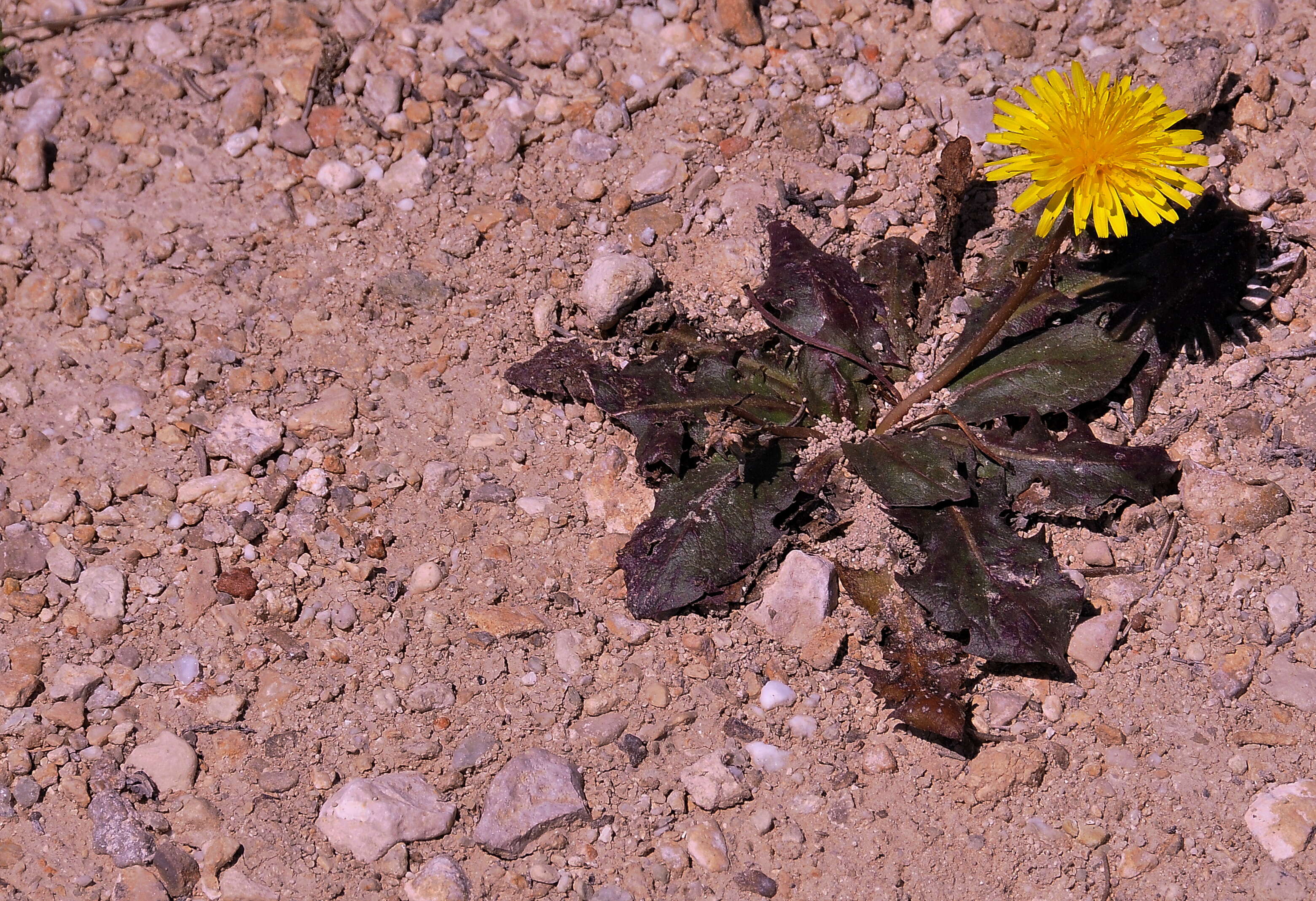 Image of Taraxacum obovatum (Willd.) DC.