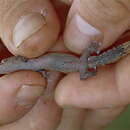 Image of Madagascar Clawless Gecko