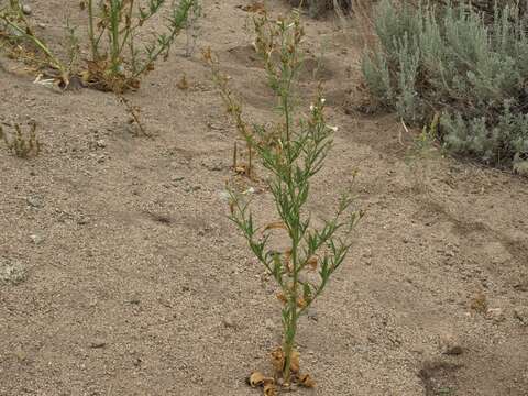 Image of Coyote Tobacco