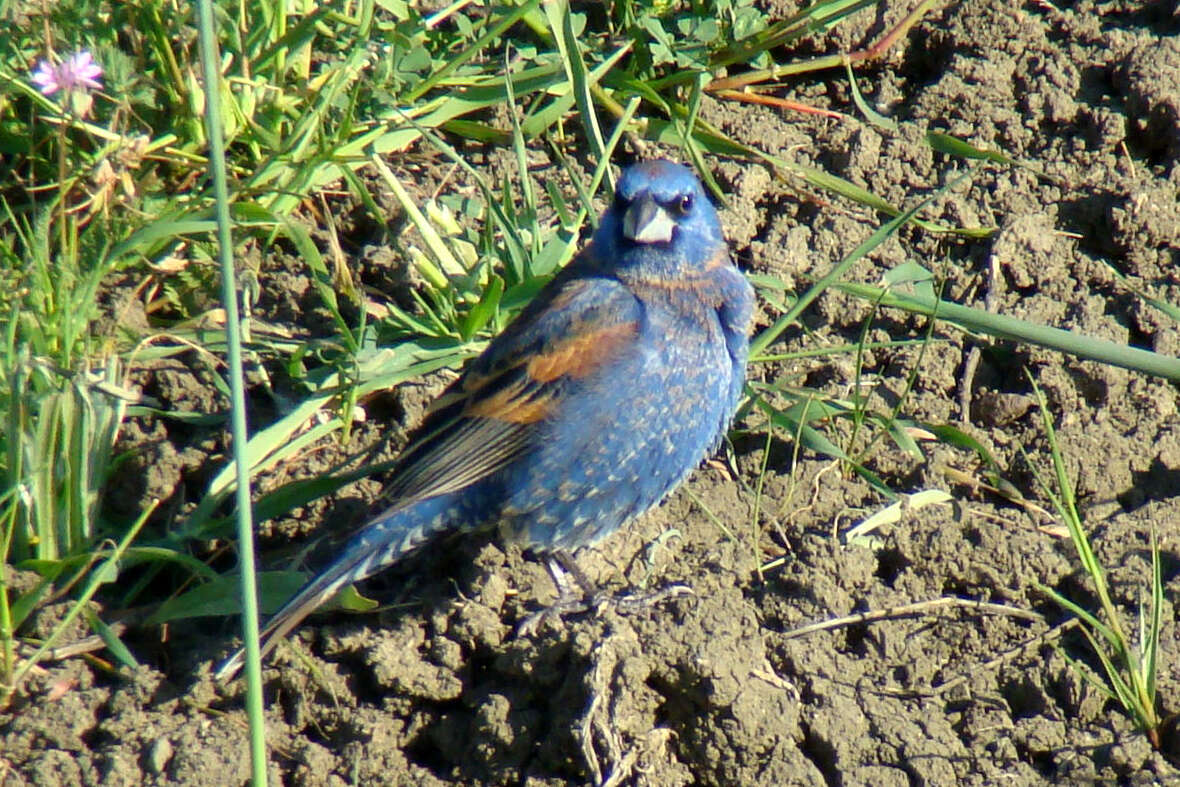 Image of Blue Grosbeak