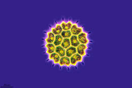 Image of Pseudopediastrum