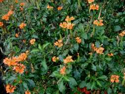 Image of crossandra