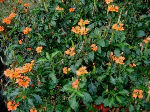 Image of Firecracker-flower