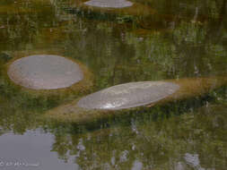 Image of manatees