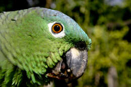 Image of Amazon parrots