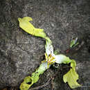 Sivun Lettowianthus stellatus Diels kuva