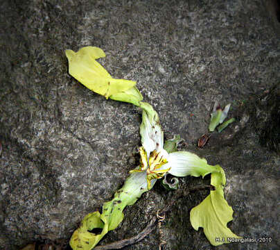 Image of Lettowianthus