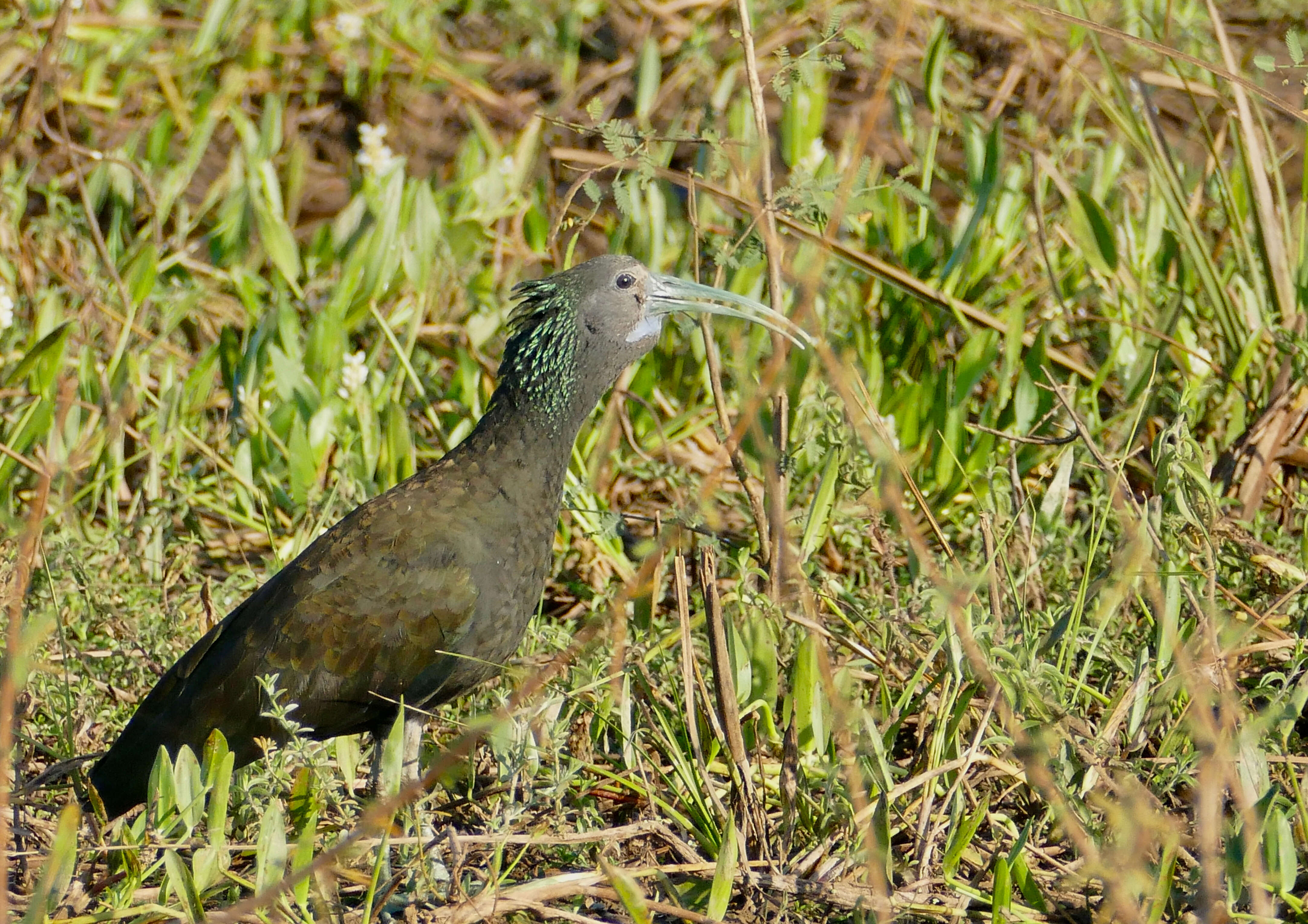 Image of Mesembrinibis Peters & JL 1930