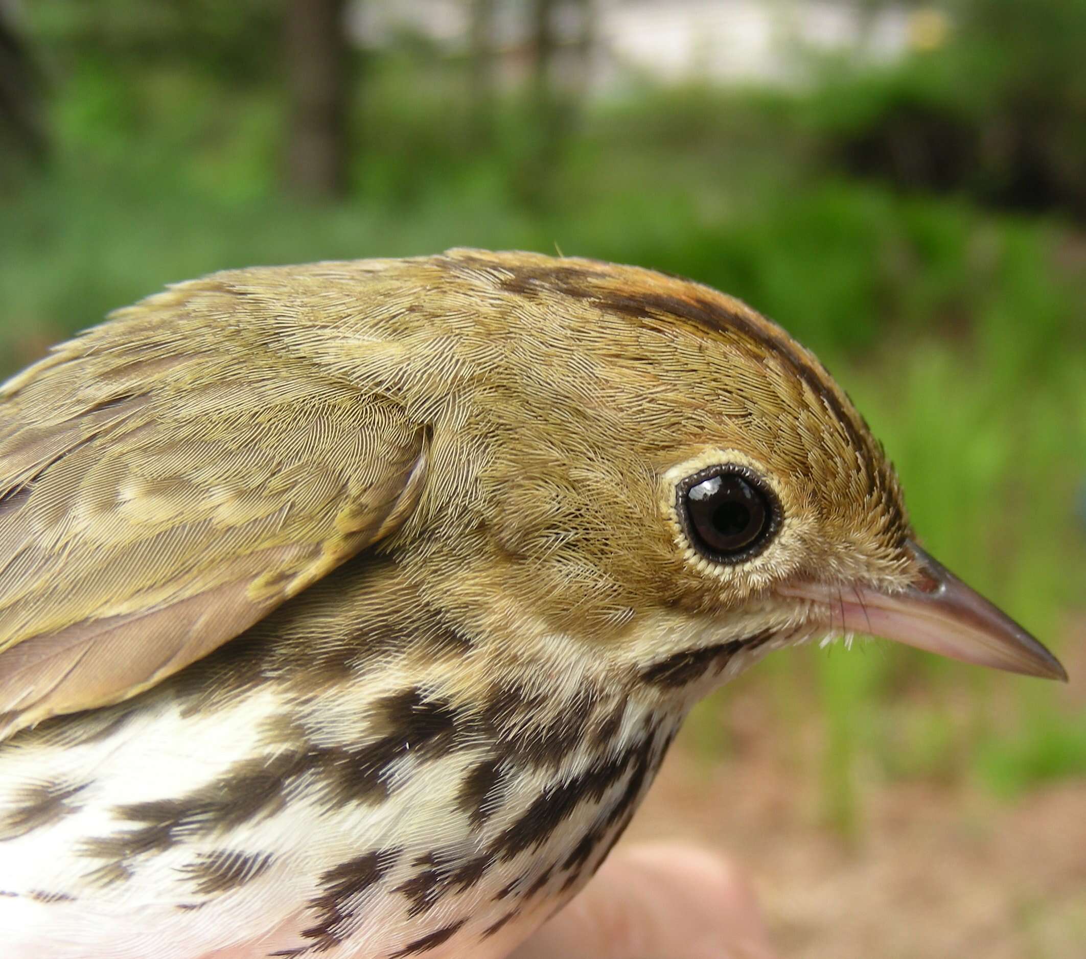 Image of Seiurus aurocapillus