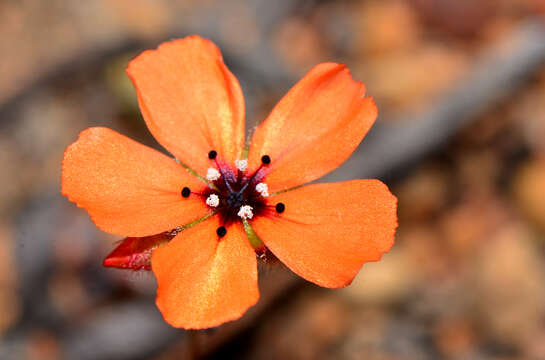 Image of Drosera sewelliae Diels