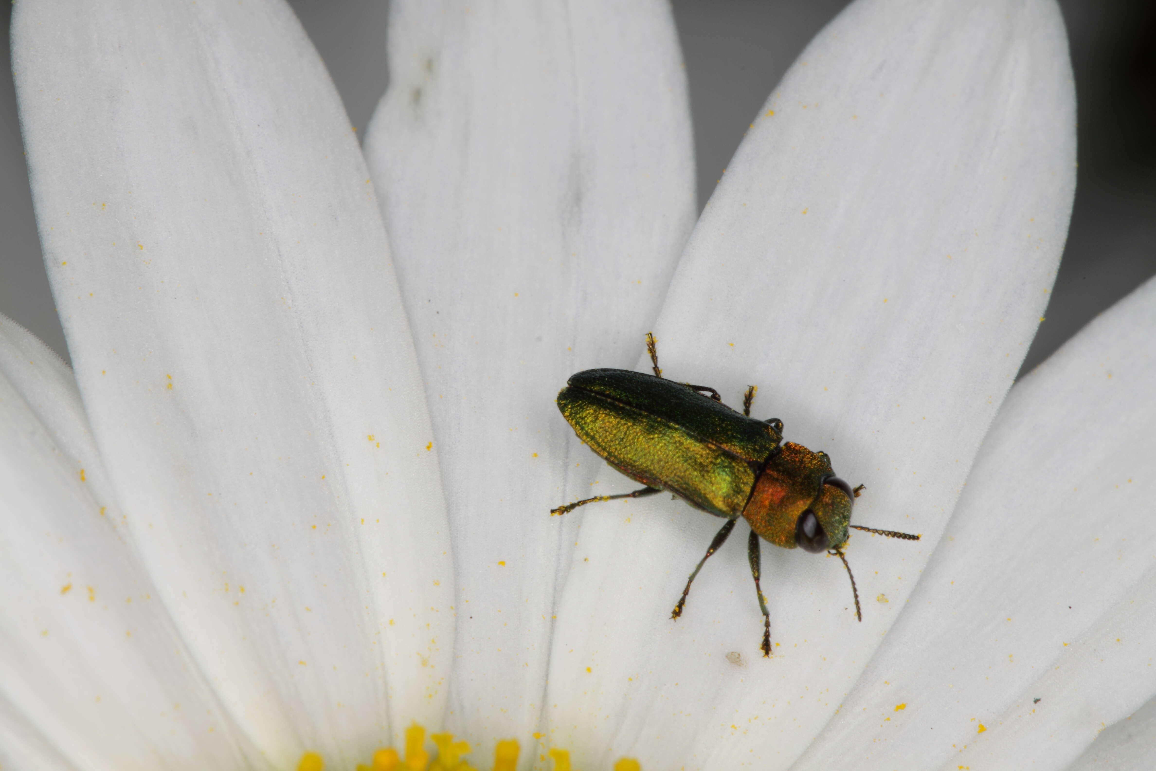 Image of Anthaxia nitidula (Linnaeus 1758)