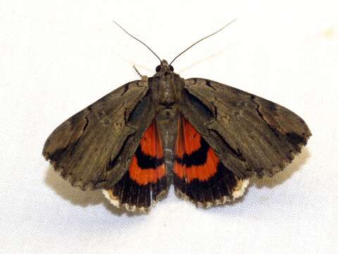 Image of Ultronia Underwing