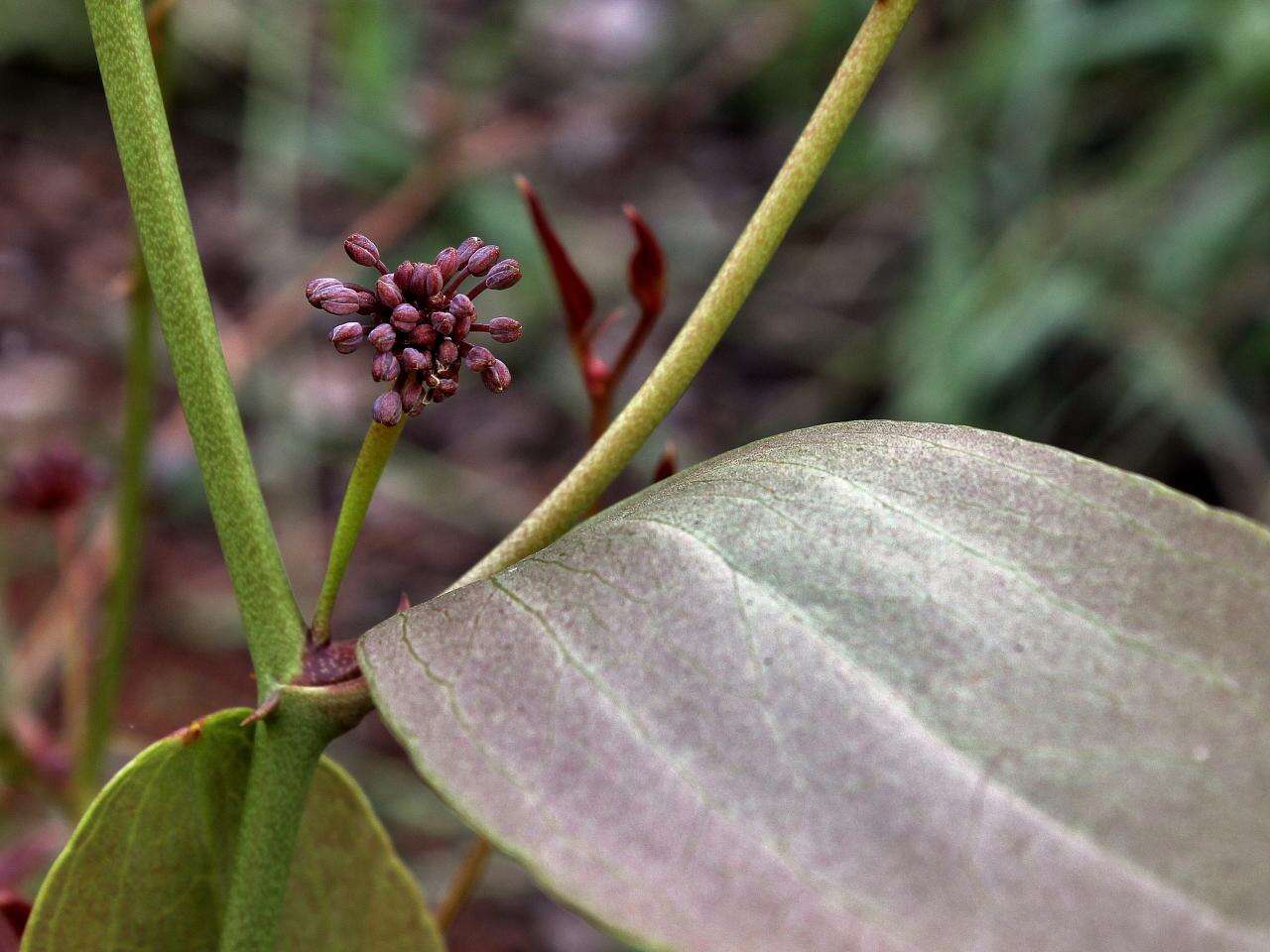 Image of Smilax goyazana A. DC.