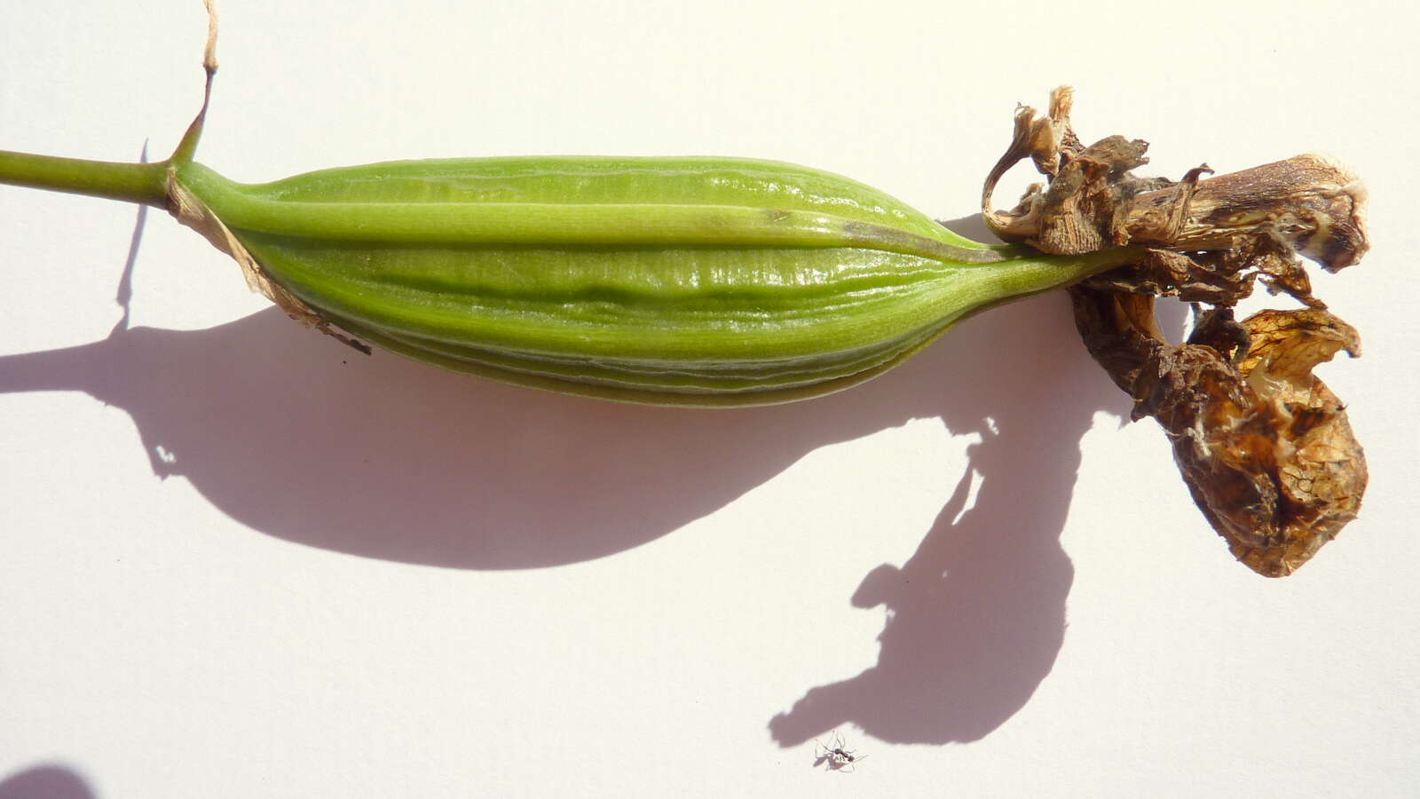 Image of Coryanthes speciosa Hook.