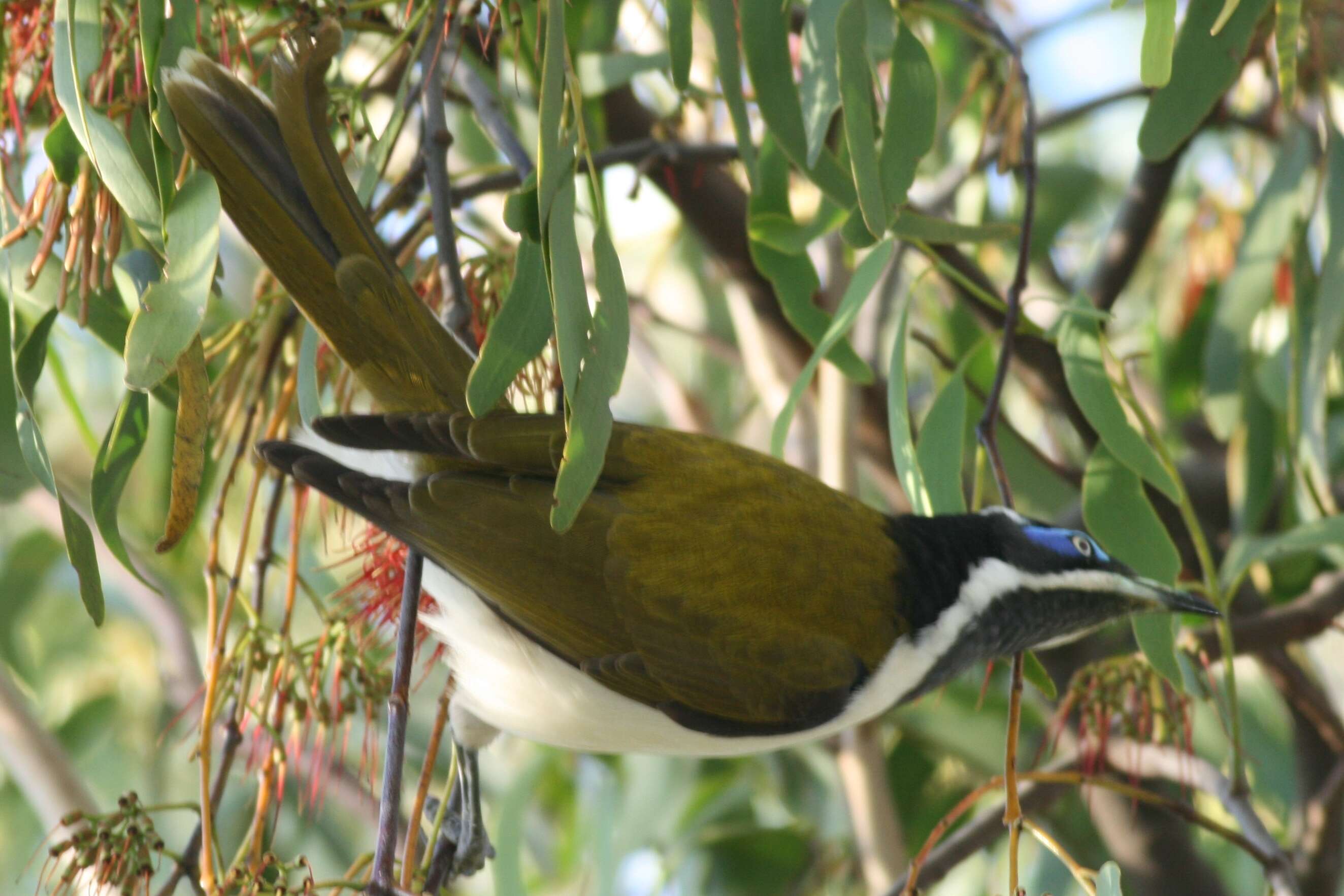 Image of Entomyzon cyanotis cyanotis (Latham 1801)