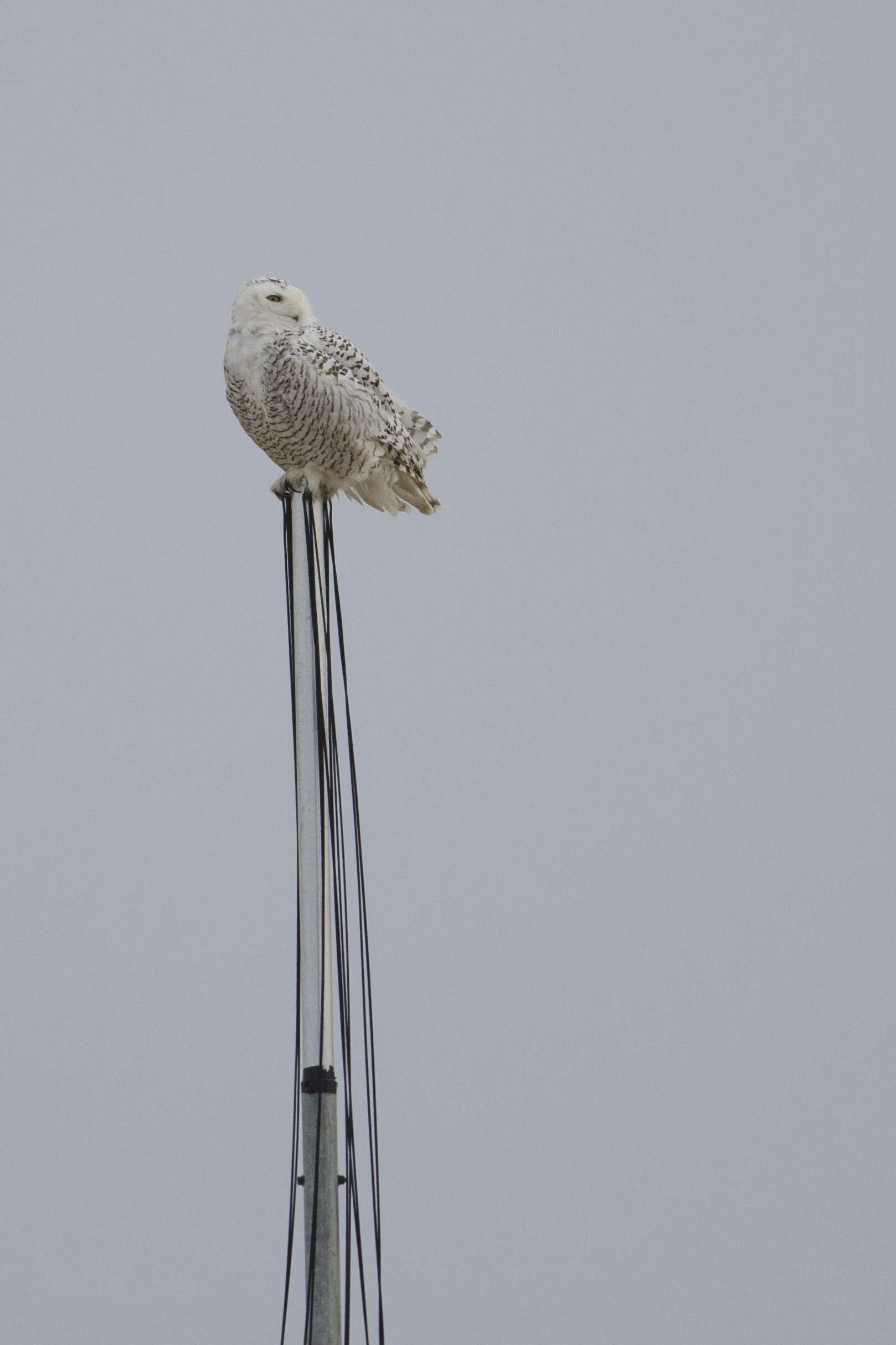 Image of Eagle-owls