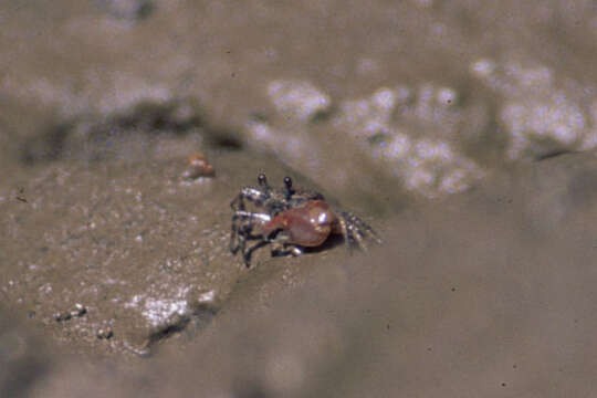 Image of Leptuca tenuipedis (Crane 1941)