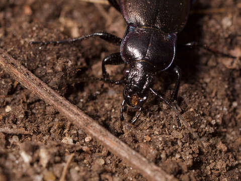 Image of Violet Ground Beetle