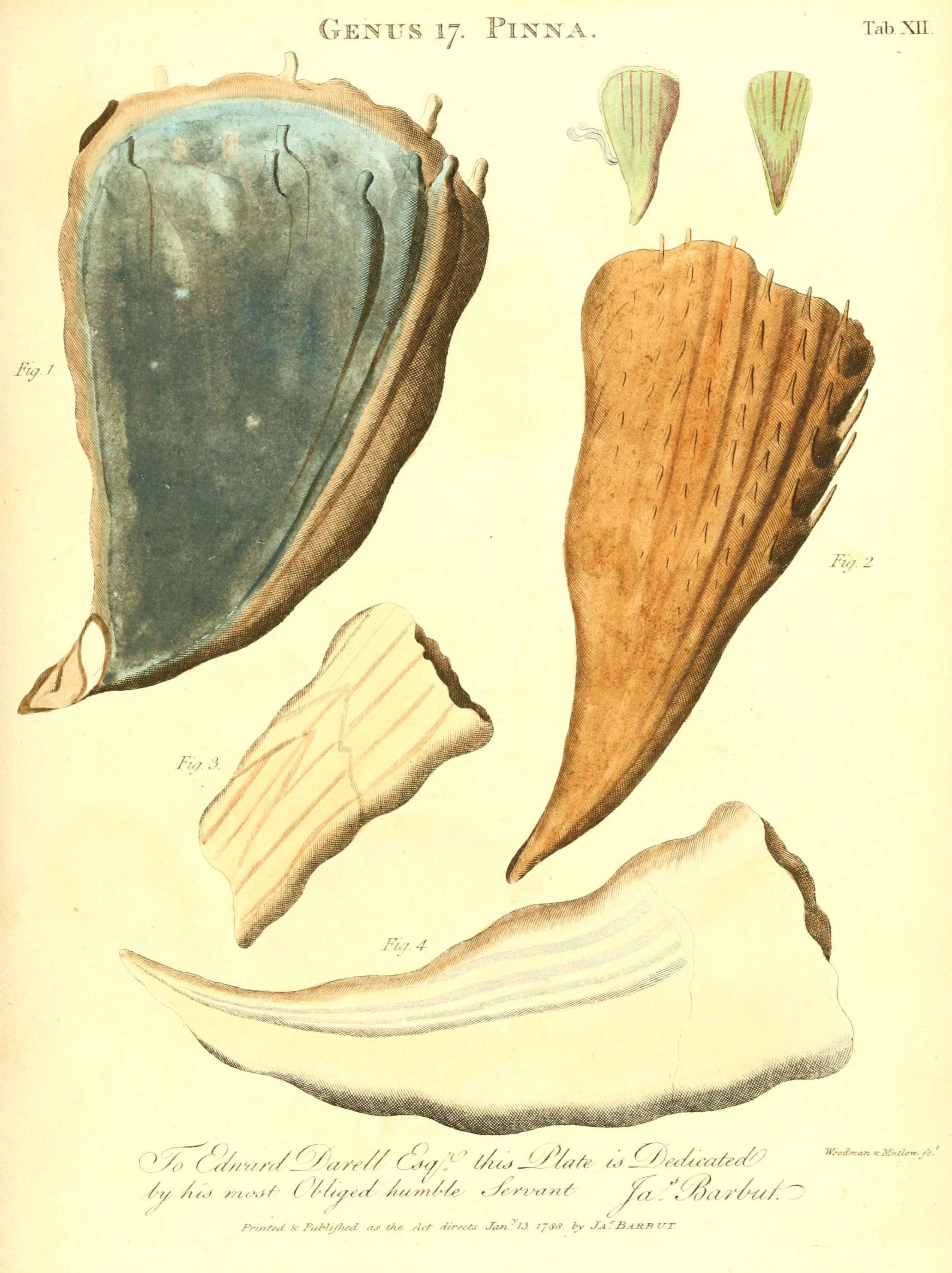 Plancia ëd Pinna rudis Linnaeus 1758