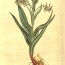 صورة Ornithoglossum viride (L. fil.) Dryand. ex W. T. Aiton