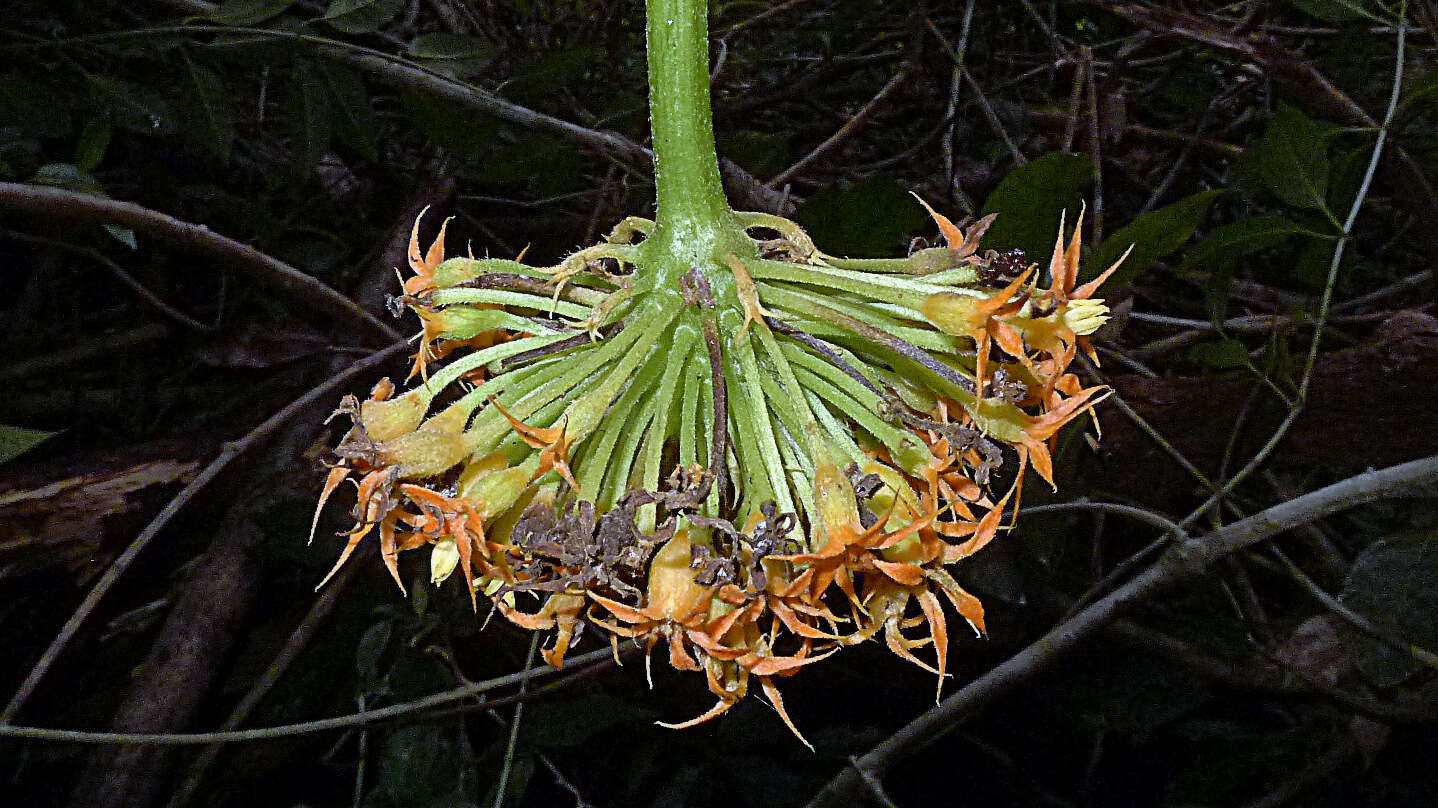 Image of Gurania subumbellata (Miq.) Cogn.