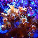 Image de corail étoilé