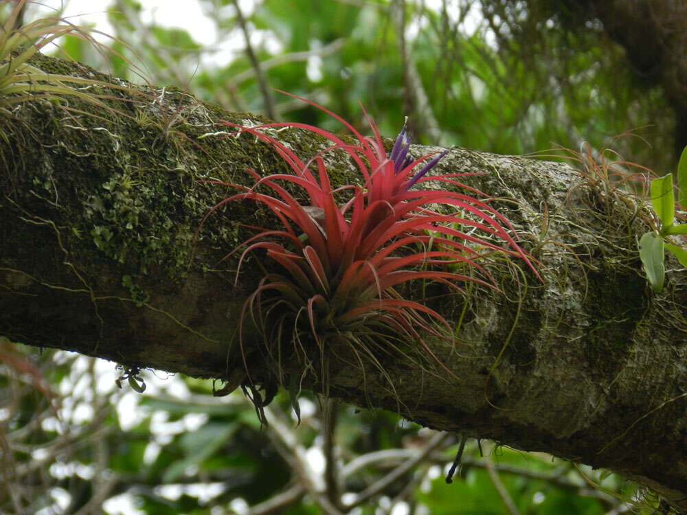 Imagem de Tillandsia brachycaulos Schltdl.