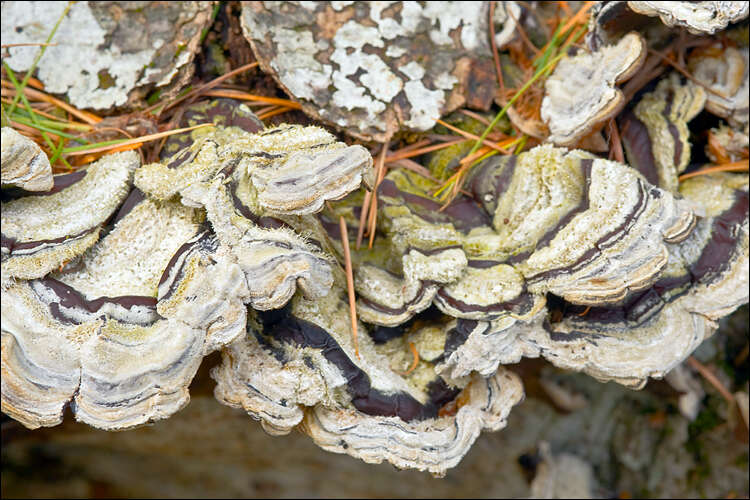 Image of Auricularia