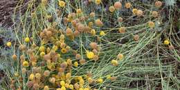 Image of lavender cotton