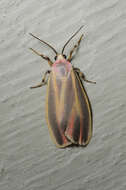 Image of Painted Lichen Moth