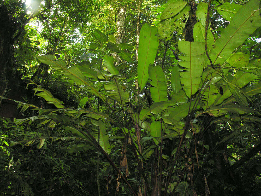 Image of Heliconia trichocarpa G. S. Daniels & F. G. Stiles