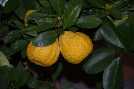 Image of citrus