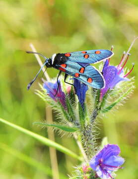 Image of Zygaena lavandulae Esper 1783